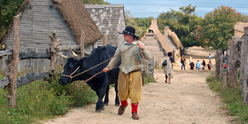 Plimoth Patuxet Austin & the Bull - See Plymouth, MA