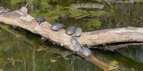 Turtles - Broadmoor Wildlife Sanctuary - Natick, MA