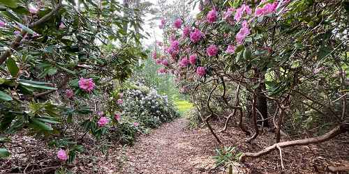 Rhododendrons - Ashumet Holly Wildlife Sanctuary - East Falmouth, MA - Photo Credit Winston O'Boogie